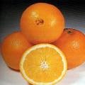 Orange varieties
